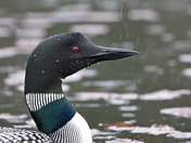 Wet Loon