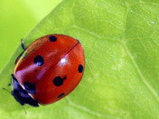 Lady bug