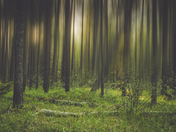 Snaring River Camping