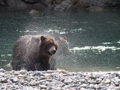 Grizzly Sisters Shaking off Water