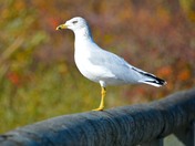 Sea gull on lake audu dam