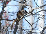 chipmounk on a tree