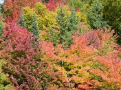 Algonquin Park Fall 2016