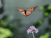 Monarch Butterfly in flight