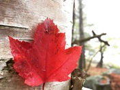 Bon Echo Provincial Park Maple Leaf