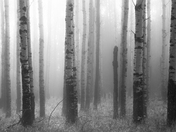 Aspen Fog