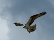 Osprey using smallmouth bass as surfboard.