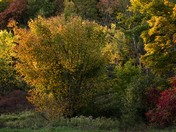 Autumn Colours