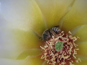 Cactus Flower Bee