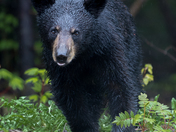 Black Bear