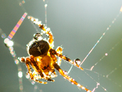 A Spider with Waterdrops and Rainbows