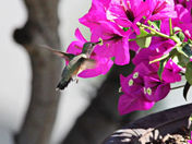 Humming Bird Feeding