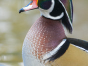 Majestic Colors of a Wood Duck