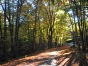 A Walk through the woods