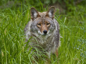 Coyote in grass