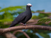 White-crowned pidgeon