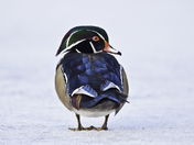 Wood duck drake