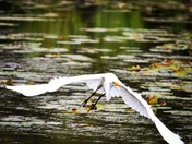 White Heron