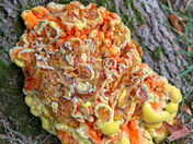 Chicken of the Woods..