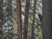 Woodpecker 