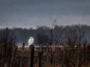snowy owl
