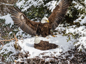 Nesting Eagles