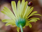 Ladybug on Calendula