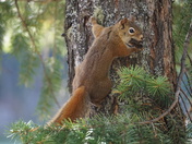 Red Squirrel
