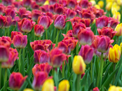 Tulip Fest..