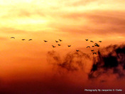 Geese In The Clouds