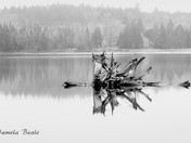 Wood in Water - B&W