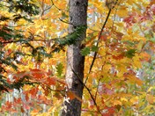 Colours in The Forest 