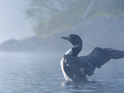 Loon in the mist !