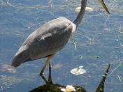 Reflection Of A Blue Heron