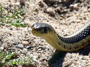 Baby Garter Snake