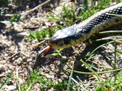 Young garter snake