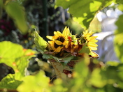 Colourful fall evening on Vancouver Island.