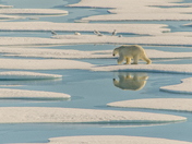 Bear Reflections