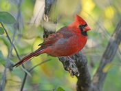 Cardinal at Mud Lake