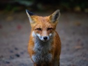 Beautiful Fox 