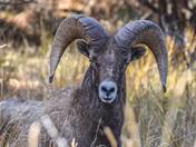 California Bighorn
