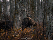 Watching over her young