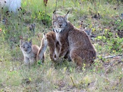 Canadian Lynx Family, Narrow Hill Prov. Park,Sask, 