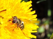 a wasp on dandelion