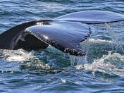Humback Whale