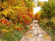 Autumn Dirt Road
