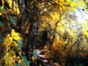 Shady Path in Fall