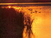 Geese-at-Sunset