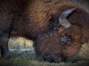 Plains Bison Elk Island National Park