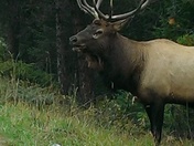 Majestic Bull Elk